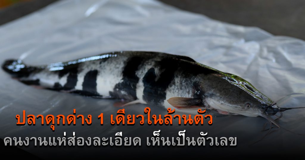 ปลาดุกด่างให้เลขเด็ด